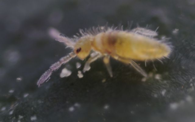 Entomobrya atrocincta